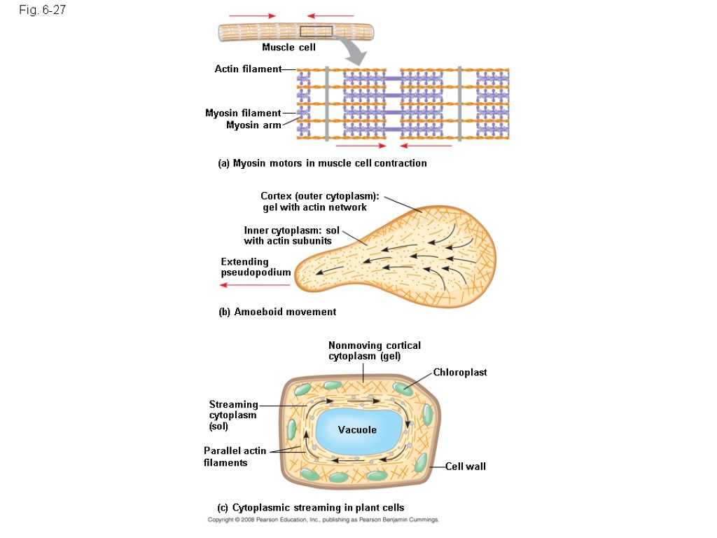Fig. 6-27 Muscle cell Actin filament Myosin filament Myosin arm (a) Myosin motors in